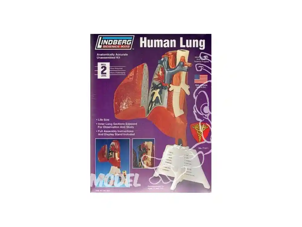 Lindberg maquettes educative 71311 Poumon Humain 1/1 Paiement Sécurisé