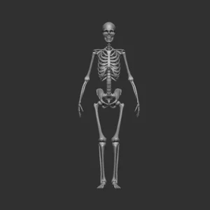 Authentique Firma49 F024-35 Human Skeleton (Male)
