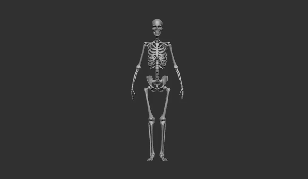Expédié Aujourd'hui Firma49 F024-16 Human Skeleton (Male)