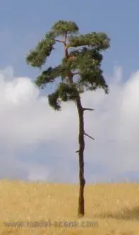 Model scene BR100 Pine-tree 80 mm - 110 mm Nouvelle Collection